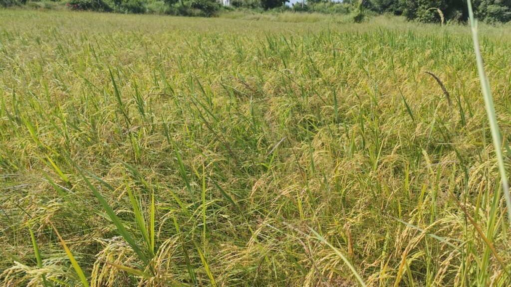 ชาวนาโคราชโอด รัฐจ่ายไร่ละ 1 พันไม่เกิน 10 ไร่ น้อยเกินไปไม่คุ้มทุน