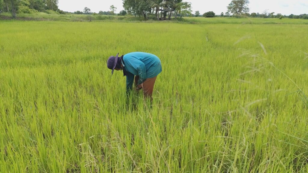 ชาวนาพิมาย รอเงินไร่ละพัน จ่ายค่าปุ๋ย ลดต้นทุน
