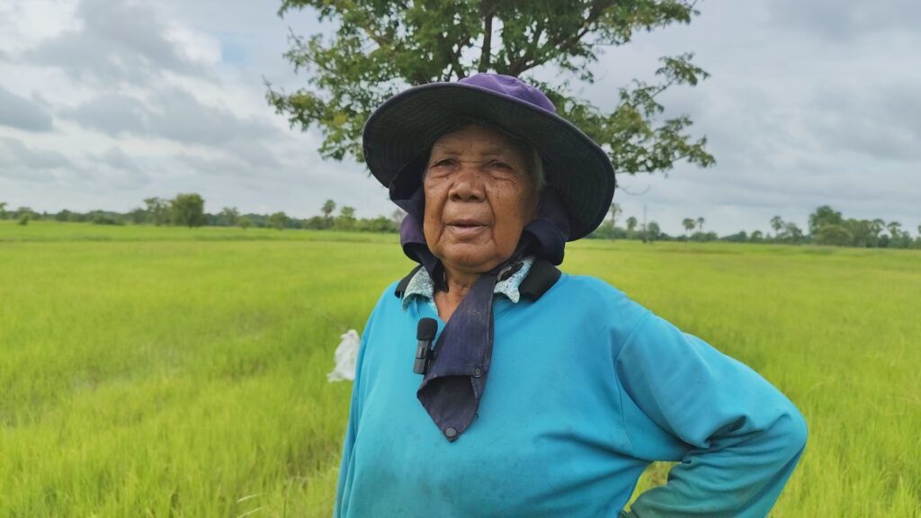 ชาวนาพิมาย รอเงินไร่ละพัน จ่ายค่าปุ๋ย ลดต้นทุน