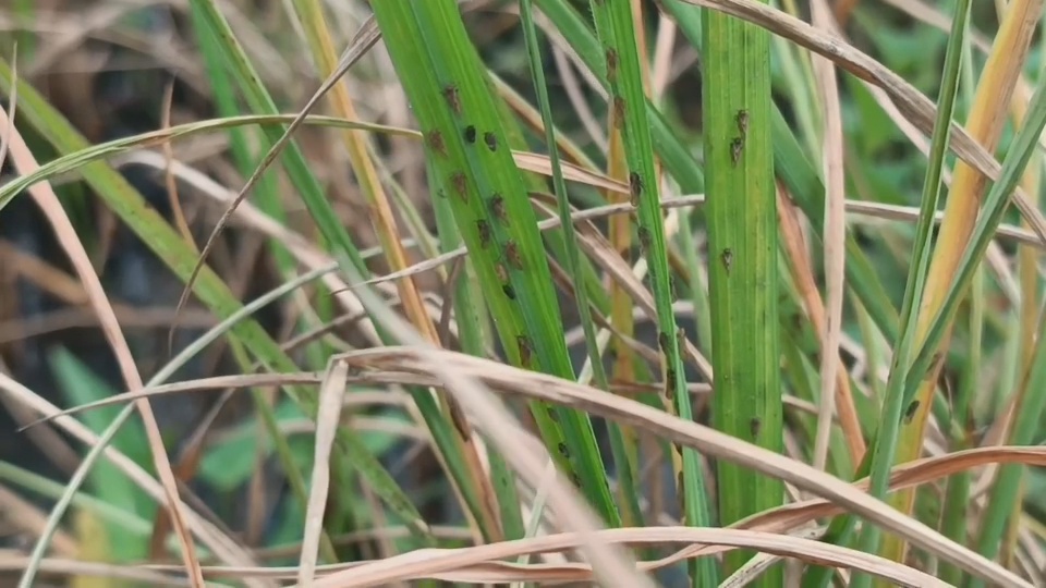 เตือนชาวนา ระวังเพลี้ยกระโดดสีน้ำตาลระบาด หลังฝนหนัก 