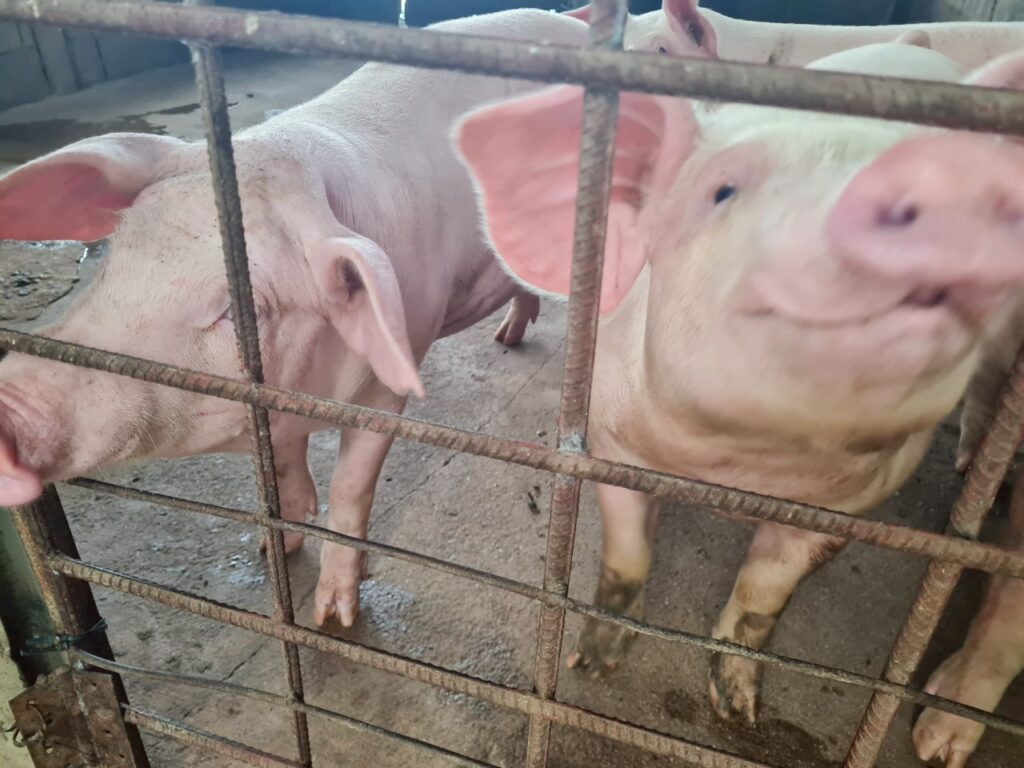 เกษตรกรผู้เลี้ยงหมูโคราช หวั่นอนาคตวูบ ผลกระทบภาษีUS