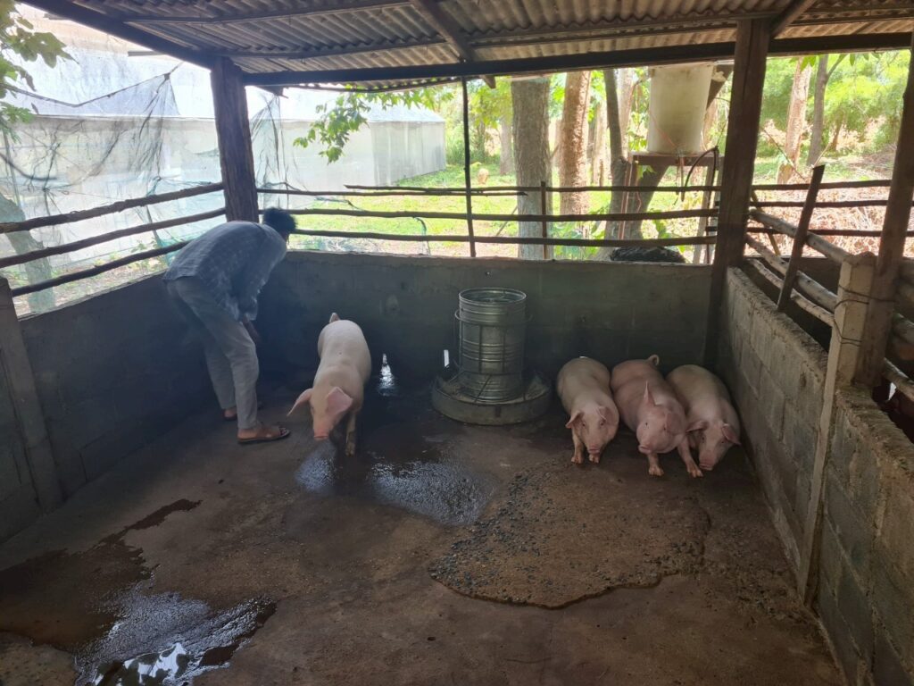 เกษตรกรผู้เลี้ยงหมูโคราช หวั่นอนาคตวูบ ผลกระทบภาษีUS