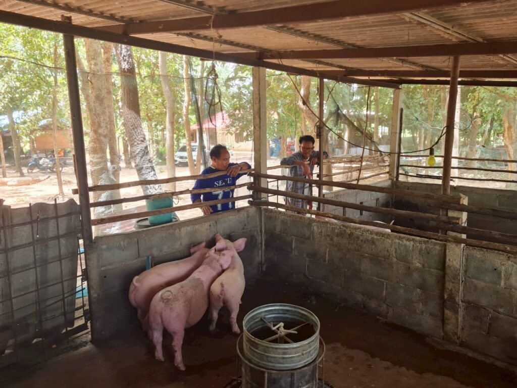 เกษตรกรผู้เลี้ยงหมูโคราช หวั่นอนาคตวูบ ผลกระทบภาษีUS