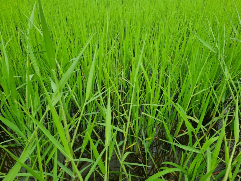 ชาวนาโคราช เตรียมนำเงินไร่ละ 1 พัน ไปซื้อปุ๋ย วอนรัฐช่วย