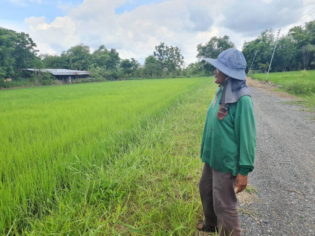 ชาวนาโคราช เตรียมนำเงินไร่ละ 1 พัน ไปซื้อปุ๋ย วอนรัฐช่วย