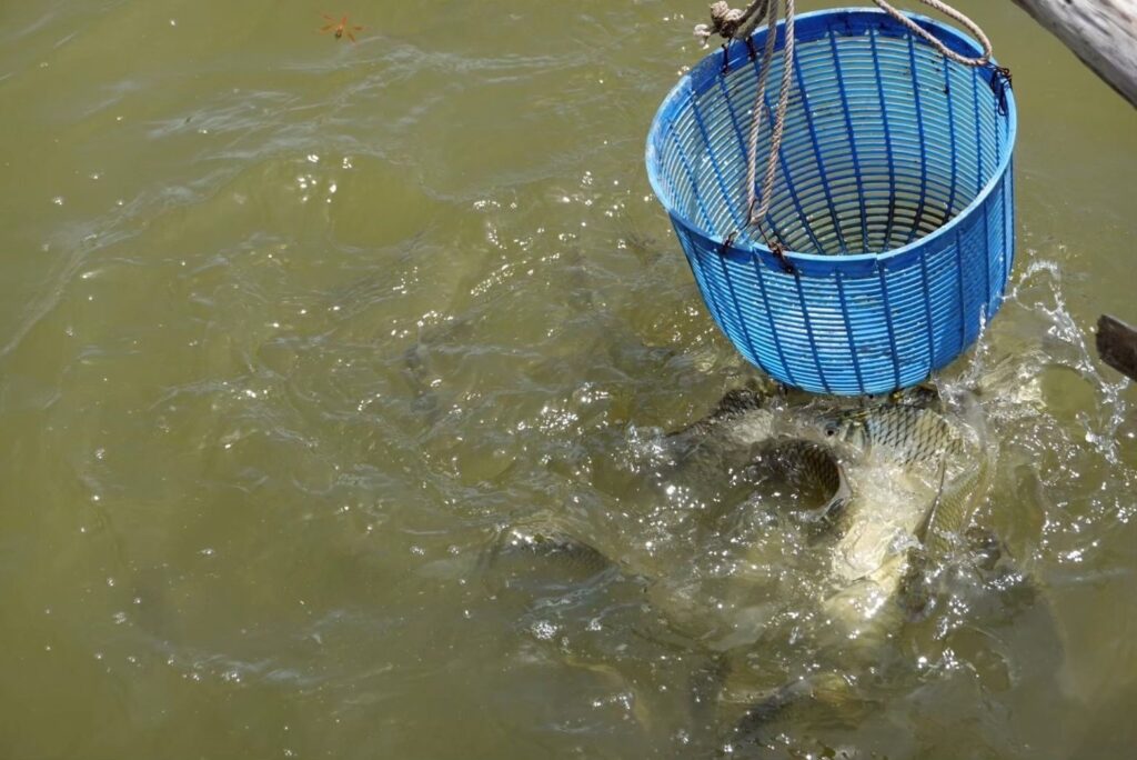 กรมประมง แนะสูตรผลิตอาหารสัตว์น้ำ จากวัตถุดิบท้องถิ่น