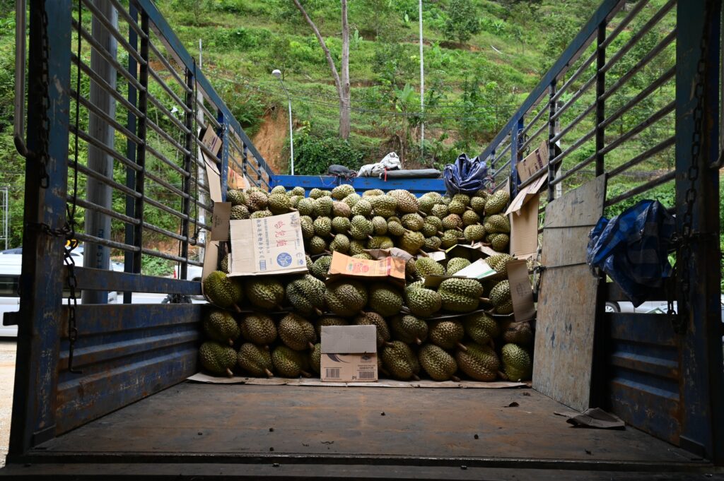 จตุพร ประกาศ “พาณิชย์พึ่งได้” หนุนทุเรียนเบตง ราคาขยับสูง