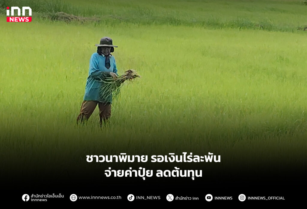 ชาวนาพิมาย รอเงินไร่ละพัน จ่ายค่าปุ๋ย ลดต้นทุน