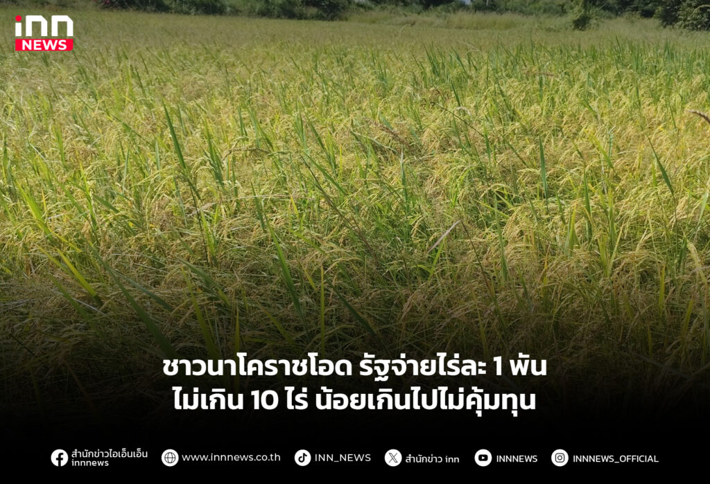 ชาวนาโคราชโอด รัฐจ่ายไร่ละ 1 พันไม่เกิน 10 ไร่ น้อยเกินไปไม่คุ้มทุน
