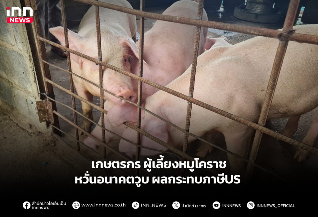 เกษตรกรผู้เลี้ยงหมูโคราช หวั่นอนาคตวูบ ผลกระทบภาษีUS