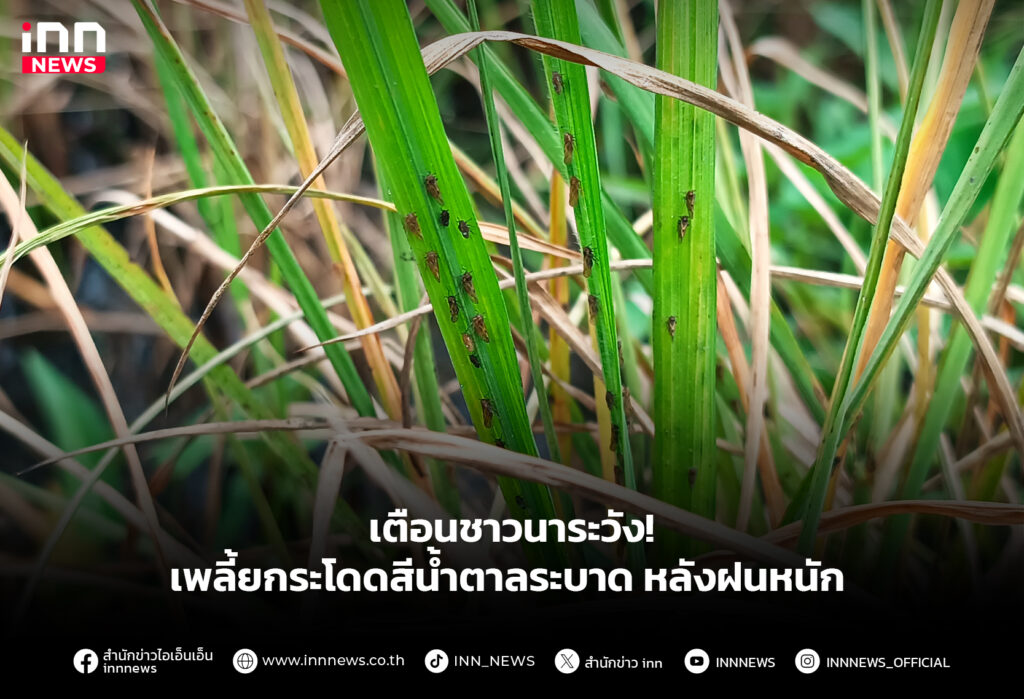 เตือนชาวนา ระวังเพลี้ยกระโดดสีน้ำตาลระบาด หลังฝนหนัก