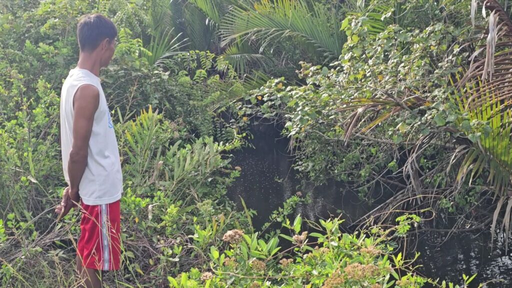 ปลาหมอคางดำ กลืนระบบนิเวศน์ลุ่มน้ำปากพนัง 