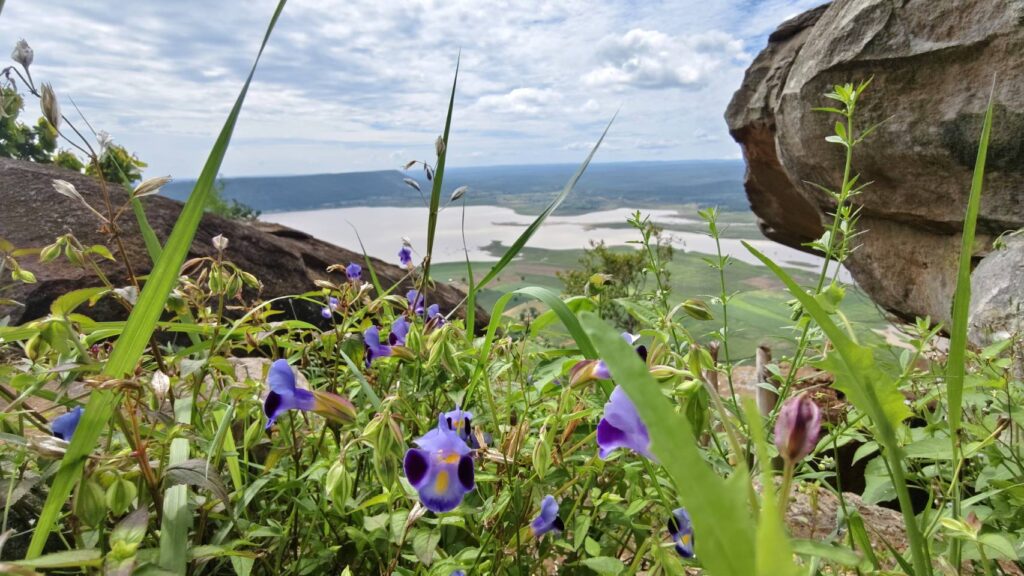 เที่ยวป่าหน้าฝน ชมวิว 360 องศา "เขาจอมทอง โคราช"