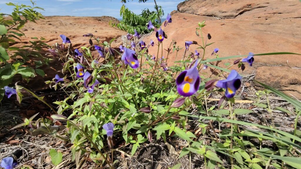 เที่ยวป่าหน้าฝน ชมวิว 360 องศา "เขาจอมทอง โคราช"
