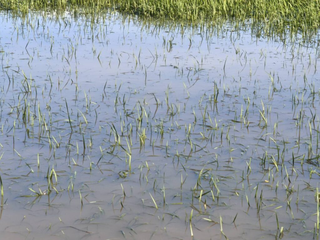 โคราชฝนตกหนักหลายวัน น้ำลำมูลเพิ่มสูง เอ่อท่วมนาข้าวเสียหาย