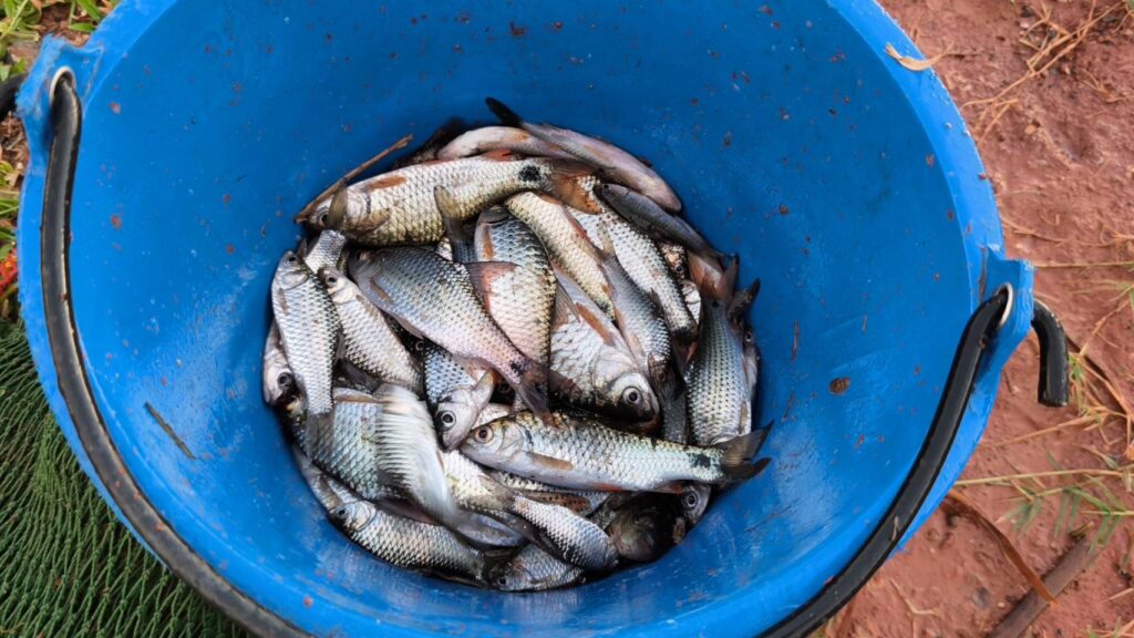 ชาวโคราชเฮ! แห่จับปลา คึกคักทั้งกิน-ขาย รายได้ดี