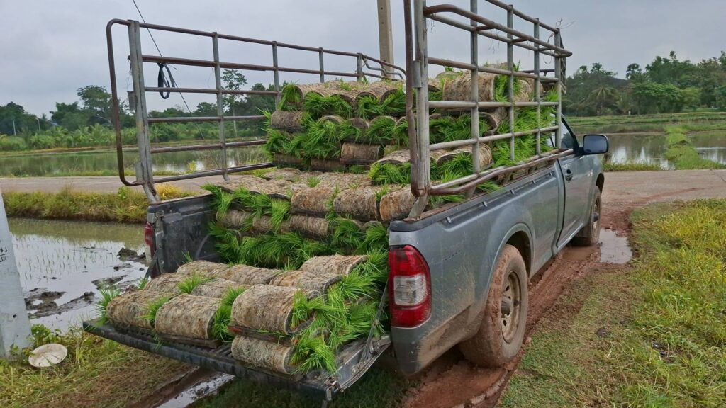 ชาวนาโคราชฝาก รบ.ใหม่ รับซื้อข้าวอย่างน้อย กก.ละ 9 บาท 