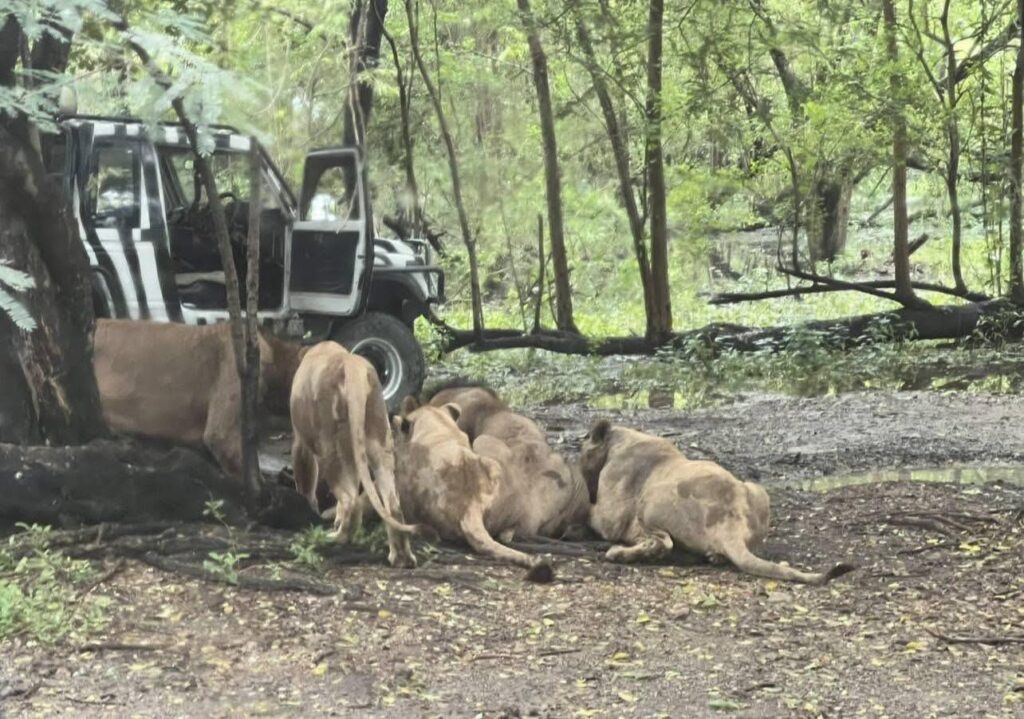 สรุปเหตุการณ์สิงโตซาฟารีเวิลด์