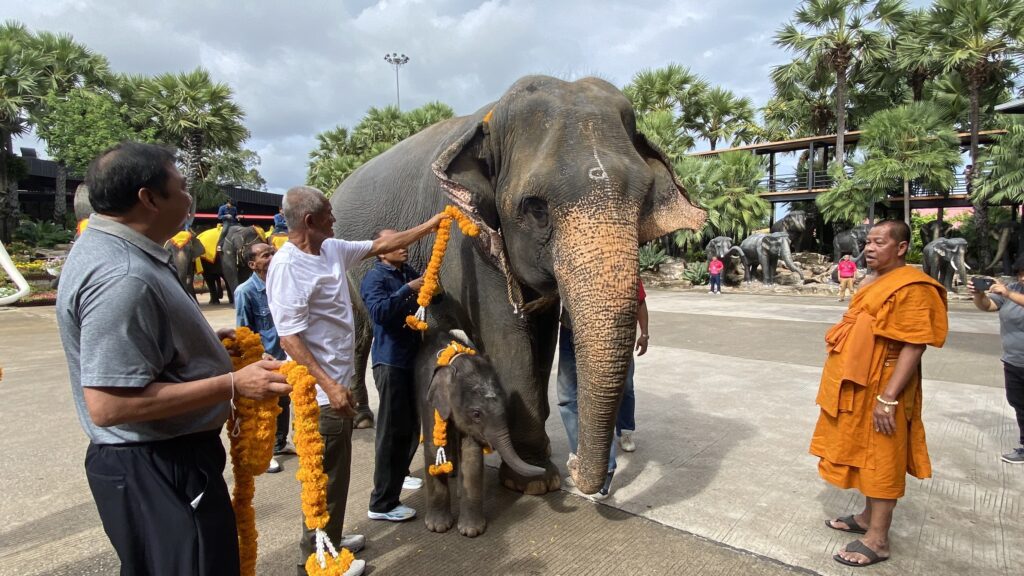 สวนนงนุชสุดปลื้ม ลูกช้างเชือกใหม่ "พลายศรีวิชัย" ลืมตาดูโลก