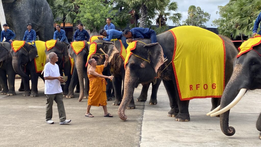สวนนงนุชสุดปลื้ม ลูกช้างเชือกใหม่ "พลายศรีวิชัย" ลืมตาดูโลก