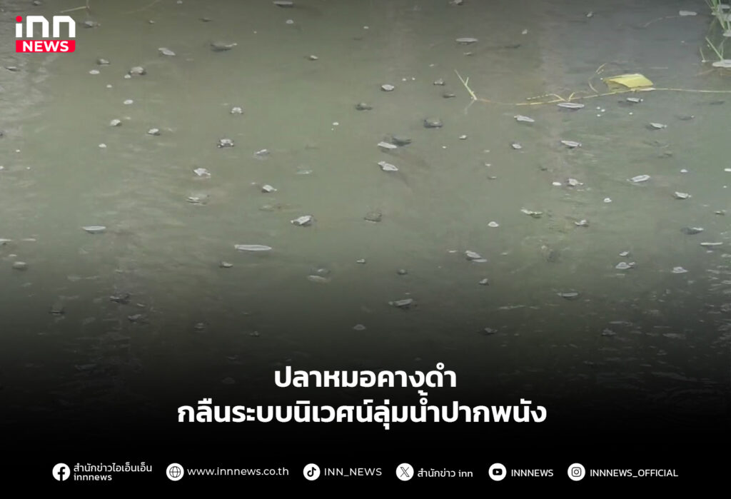 ปลาหมอคางดำ กลืนระบบนิเวศน์ลุ่มน้ำปากพนัง