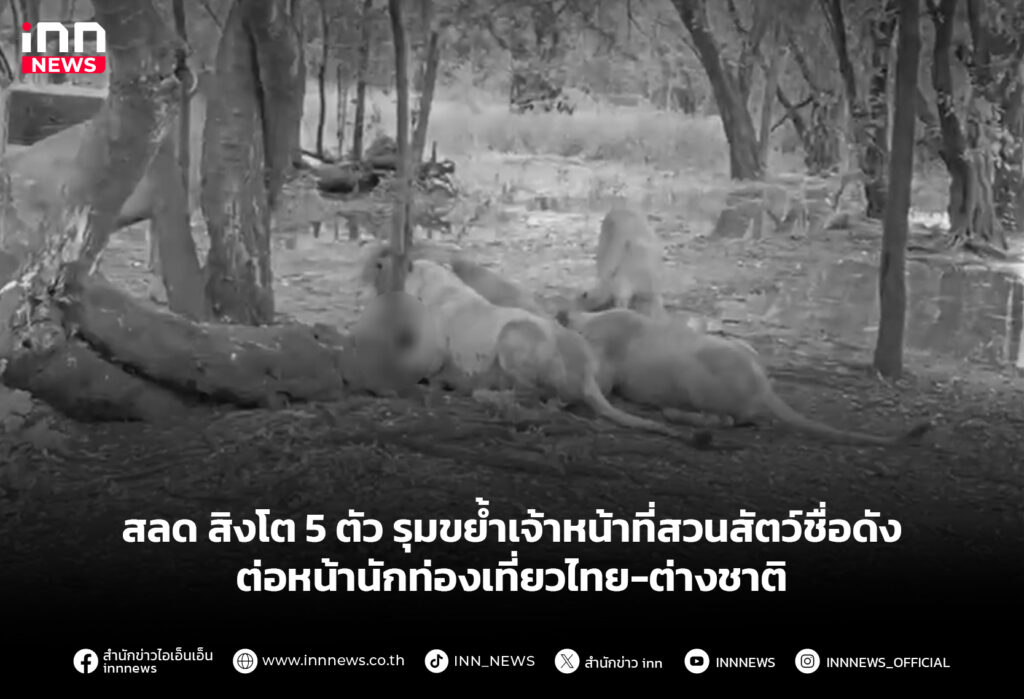 ข่าวสิงโตซาฟารีเวิลด์