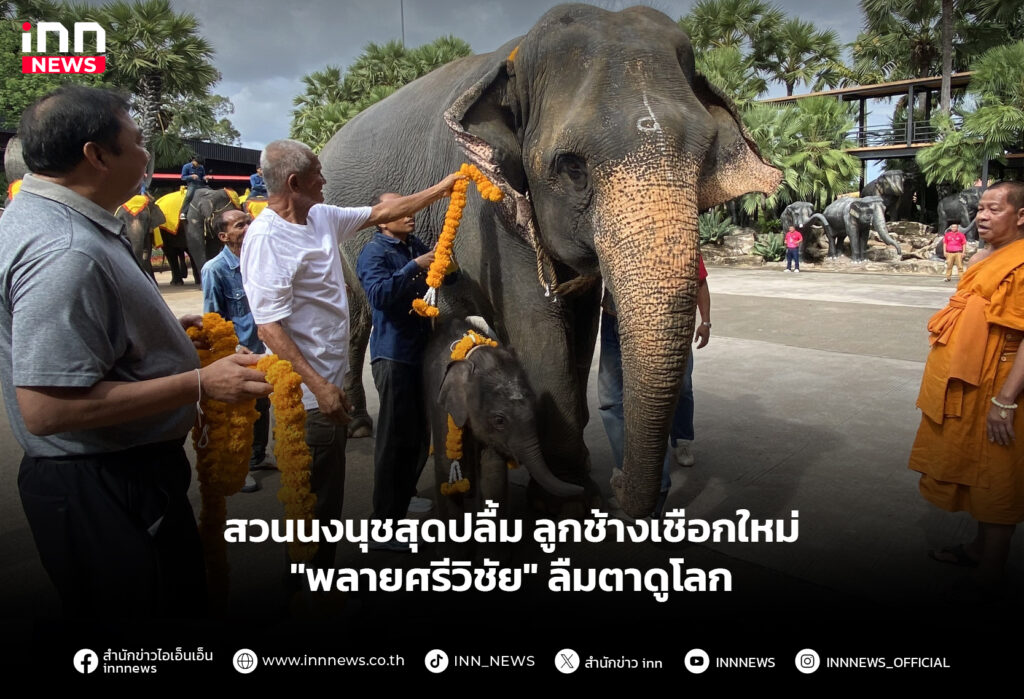สวนนงนุชสุดปลื้ม ลูกช้างเชือกใหม่ "พลายศรีวิชัย" ลืมตาดูโลก