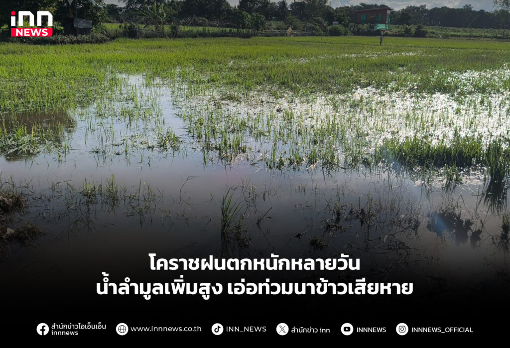 โคราชฝนตกหนักหลายวัน น้ำลำมูลเพิ่มสูง เอ่อท่วมนาข้าวเสียหาย