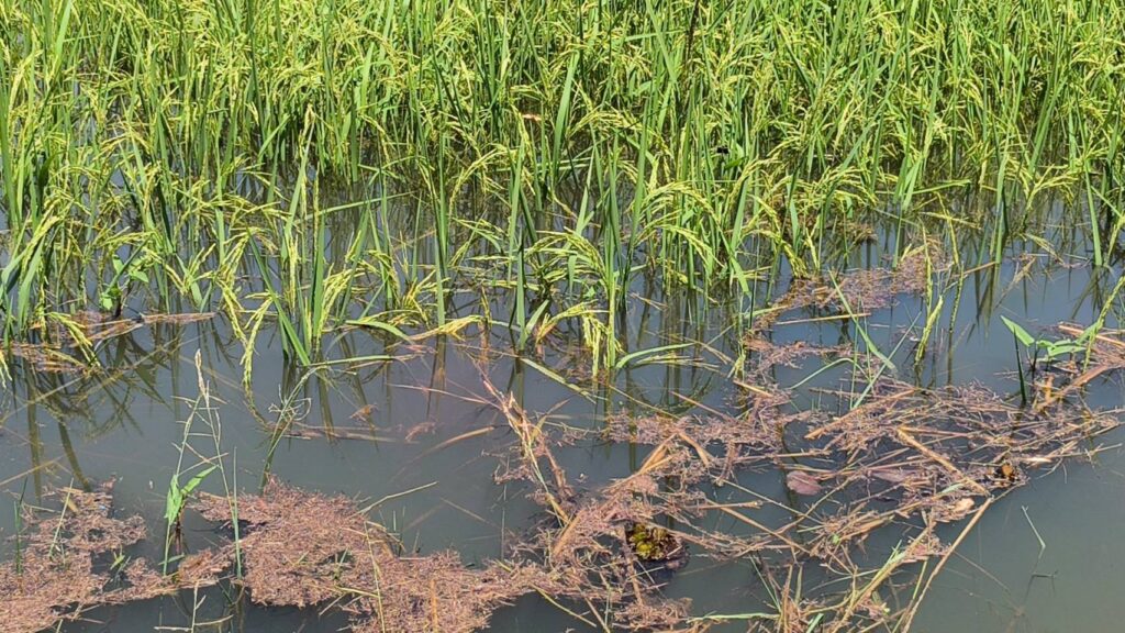 โคราชอ่วม น้ำเหนือจากขอนแก่น ไหลท่วมนาข้าวหลายร้อยไร่