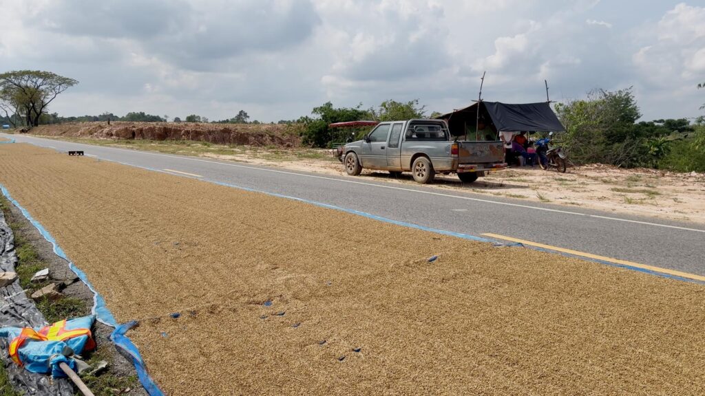 ชาวนาขอนแก่น นอนเฝ้าข้าวเปลือก หวั่นโจรย่องขโมยกลางดึก