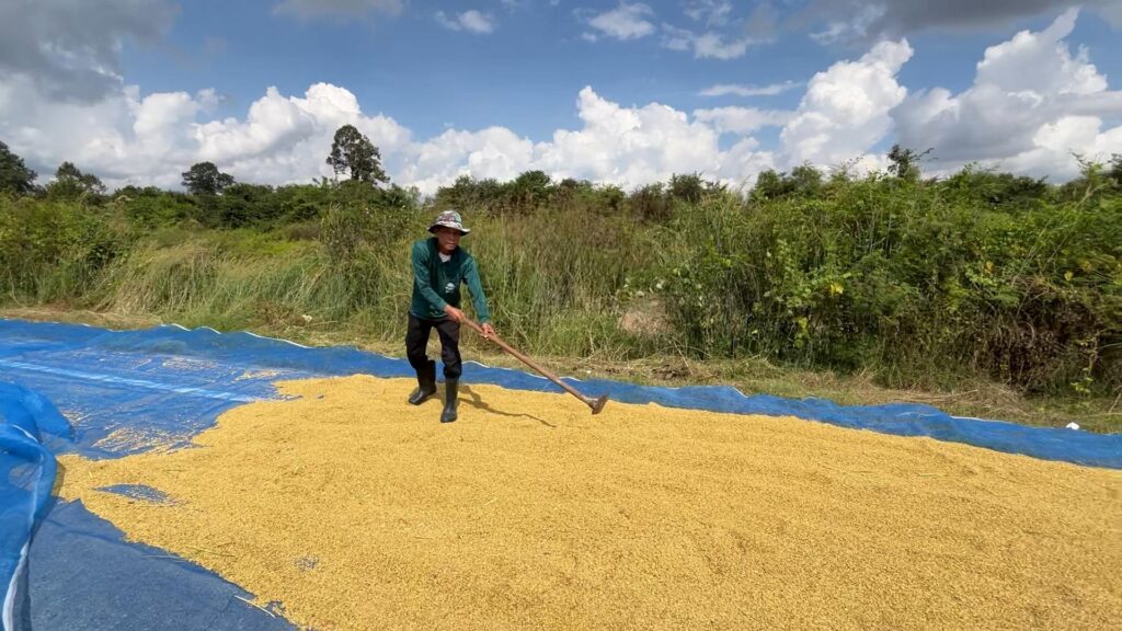 ชาวนาขอนแก่น นอนเฝ้าข้าวเปลือก หวั่นโจรย่องขโมยกลางดึก