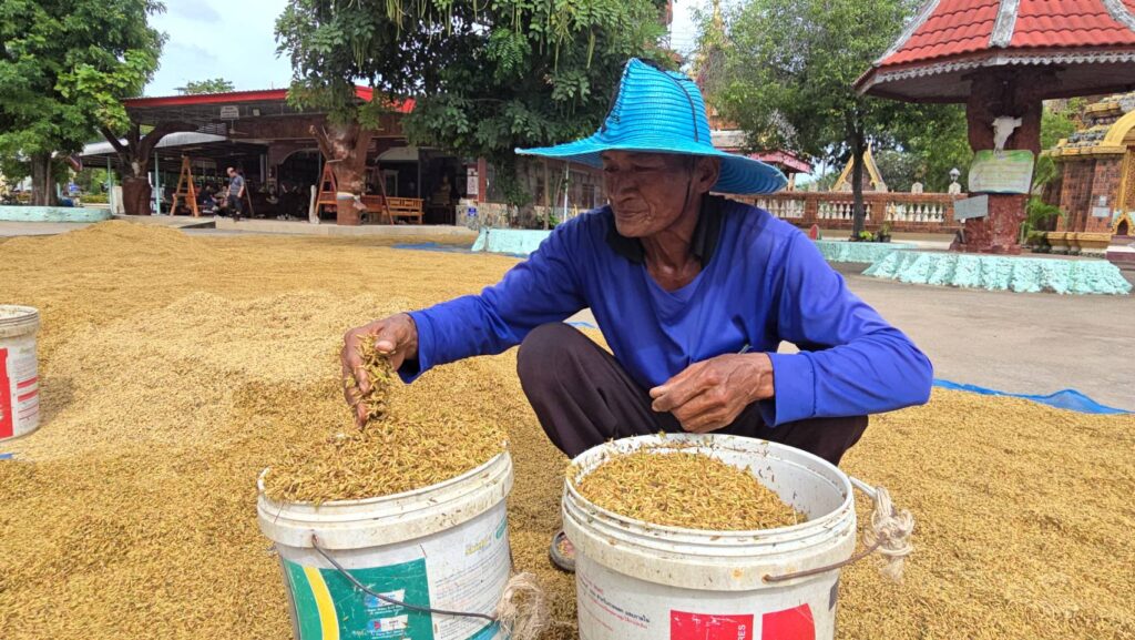 ชาวนาโคราช เกี่ยวข้าวที่ยังไม่แก่จัด หนีน้ำท่วมพายุคัลแมกี
