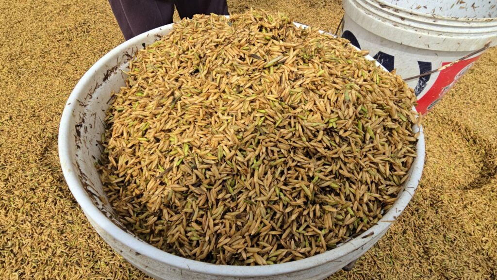 ชาวนาโคราช เกี่ยวข้าวที่ยังไม่แก่จัด หนีน้ำท่วมพายุคัลแมกี