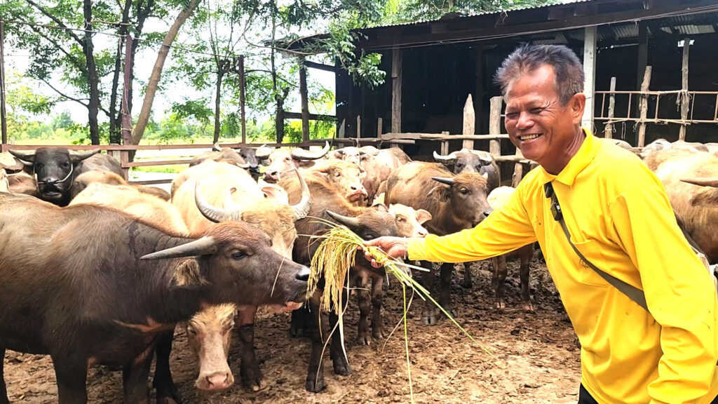 ชาวนาพิจิตรครวญ รัฐประกาศ13,000บ./ตัน ถึงเวลาหาผู้รับซื้อไม่ได้