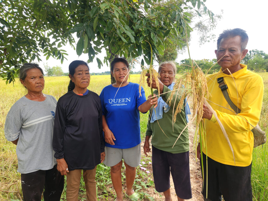 ชาวนาพิจิตรครวญ รัฐประกาศ13,000บ./ตัน ถึงเวลาหาผู้รับซื้อไม่ได้
