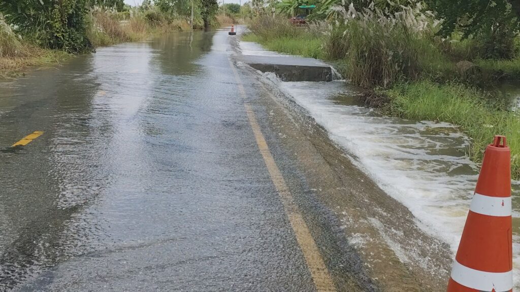 ชาวนาพิมายยังอ่วม น้ำมูลเอ่อท่วมนา เร่งเกี่ยวข้าวหนีน้ำ 