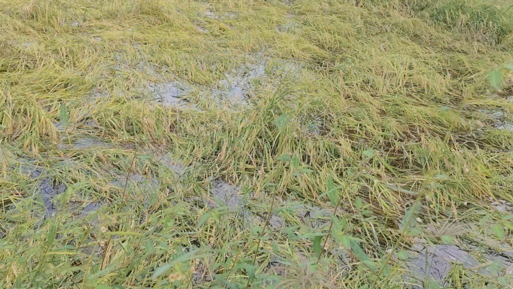 ชาวนาพิมายยังอ่วม น้ำมูลเอ่อท่วมนา เร่งเกี่ยวข้าวหนีน้ำ 