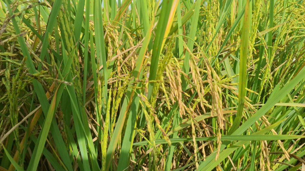 ชาวนาโคราช บ่นอุบขายข้าวเปลือกได้ กก.ละ 5.40 บ. วอนรัฐช่วย