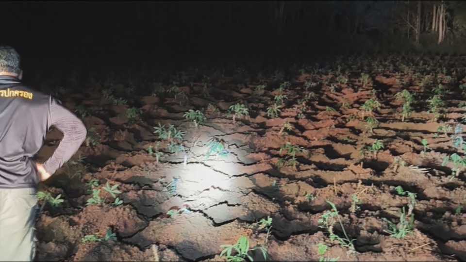 ช้างป่าทับลาน 100 ตัว เหยียบย่ำพืชผลเกษตรเสียหาย 2 อำเภอ 