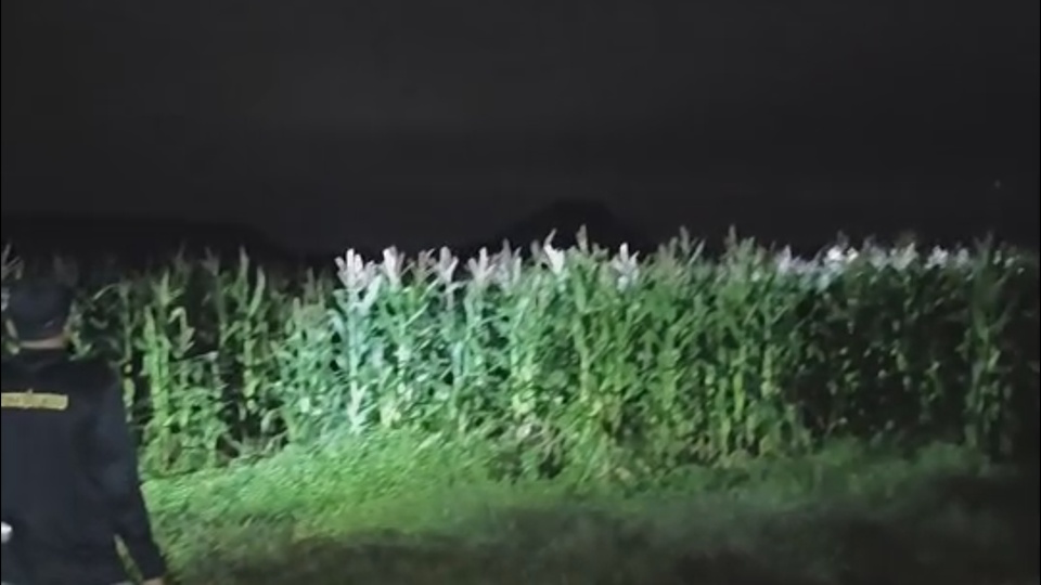 ช้างป่าทับลาน 100 ตัว เหยียบย่ำพืชผลเกษตรเสียหาย 2 อำเภอ 