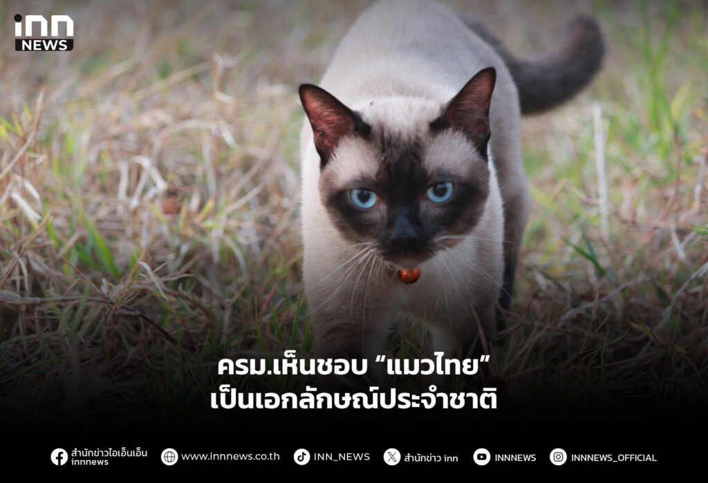 ครม.เห็นชอบ “แมวไทย” เป็นเอกลักษณ์ประจำชาติ