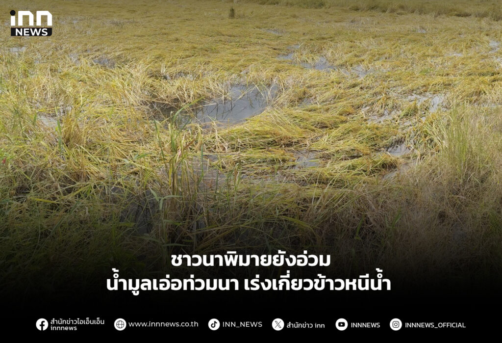 ชาวนาพิมายยังอ่วม น้ำมูลเอ่อท่วมนา เร่งเกี่ยวข้าวหนีน้ำ