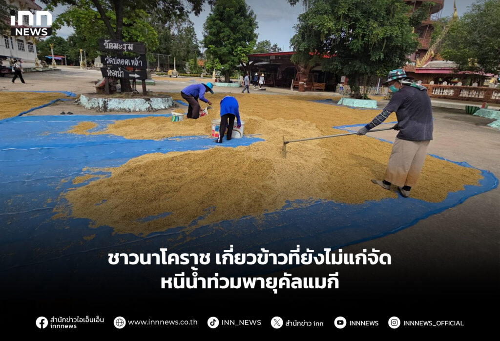 ชาวนาโคราช เกี่ยวข้าวที่ยังไม่แก่จัด หนีน้ำท่วมพายุคัลแมกี