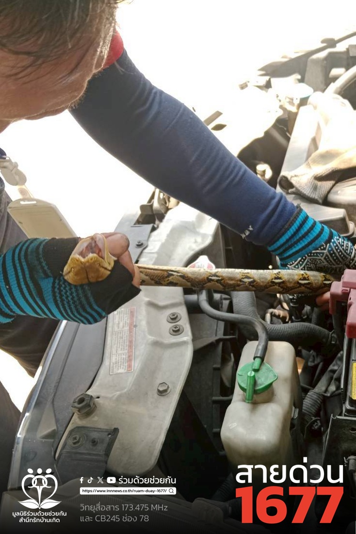 งูเข้าห้องเครื่องรถยนต์ ถนนบึงขวาง