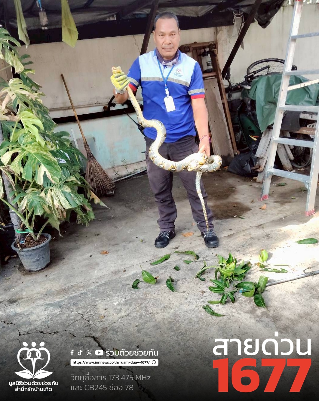 จับงูเหลือมบนต้นมะม่วง ซอยพระยาสุเรนทร์ 16