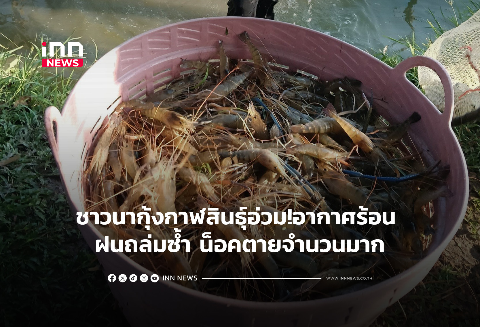 ชาวนากุ้งกาฬสินธุ์อ่วม!อากาศร้อน ฝนถล่มซ้ำ น็อคตายจำนวนมาก
