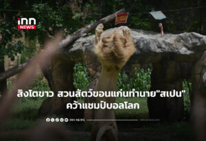 สิงโตขาว สวนสัตว์ขอนแก่นทำนาย"สเปน" คว้าแชมป์บอลโลก